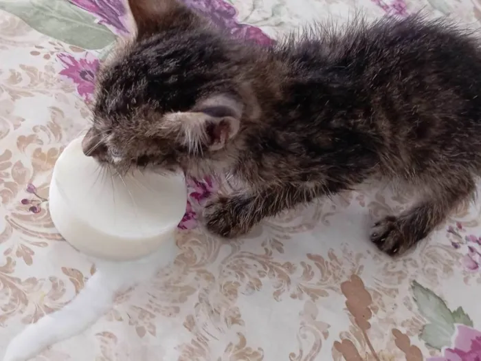 Gato ra a Persa idade Abaixo de 2 meses nome Bellakath