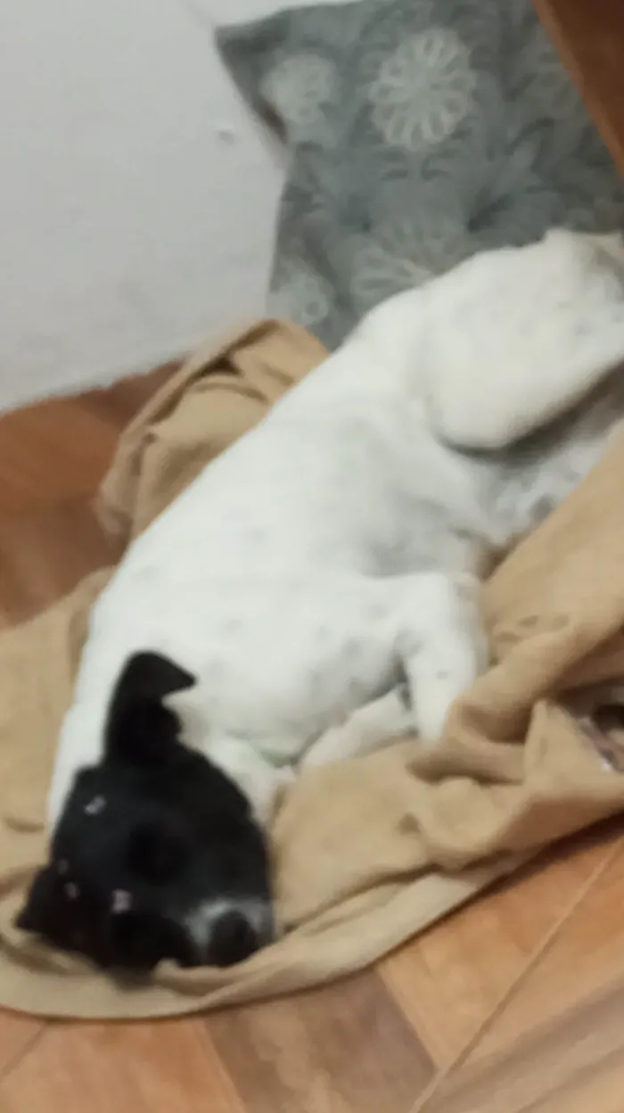 Cachorro ra a SRD-ViraLata idade 2 anos nome Capitu