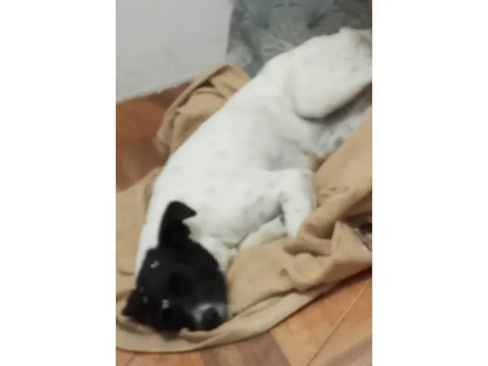 Cachorro ra a SRD-ViraLata idade 2 anos nome Capitu