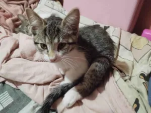 Gato raça SRD-ViraLata idade 2 a 6 meses nome Nina