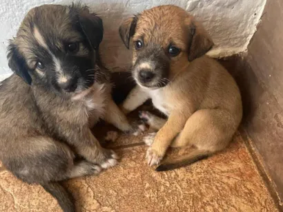 Cachorro raça SRD-ViraLata idade Abaixo de 2 meses nome Sem nome 