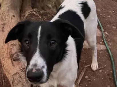 Cachorro raça SRD-ViraLata idade 1 ano nome Meg