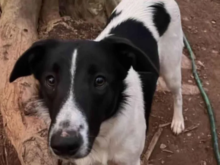 Cachorro ra a SRD-ViraLata idade 1 ano nome Meg