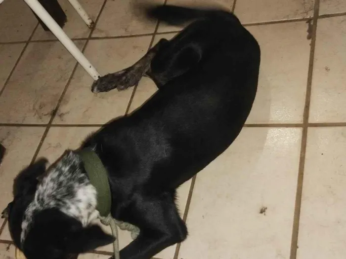 Cachorro ra a SRD-ViraLata idade 7 a 11 meses nome Nino