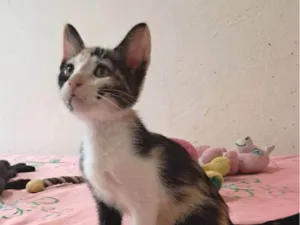 Gato raça SRD-ViraLata idade 2 a 6 meses nome Bia