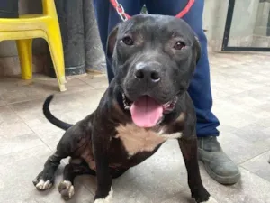 Cachorro raça Pit-Bull idade 2 anos nome degrau 