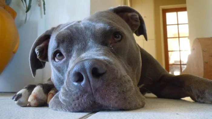 Cachorro ra a Pit-Bull idade 4 anos nome Pantera