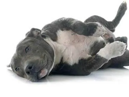 Cachorro ra a Pit-Bull idade 4 anos nome Pantera