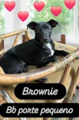 Brownie