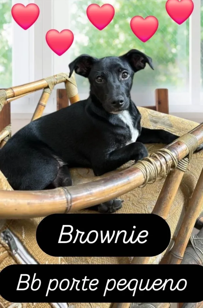 Cachorro ra a SRD-ViraLata idade 7 a 11 meses nome Brownie