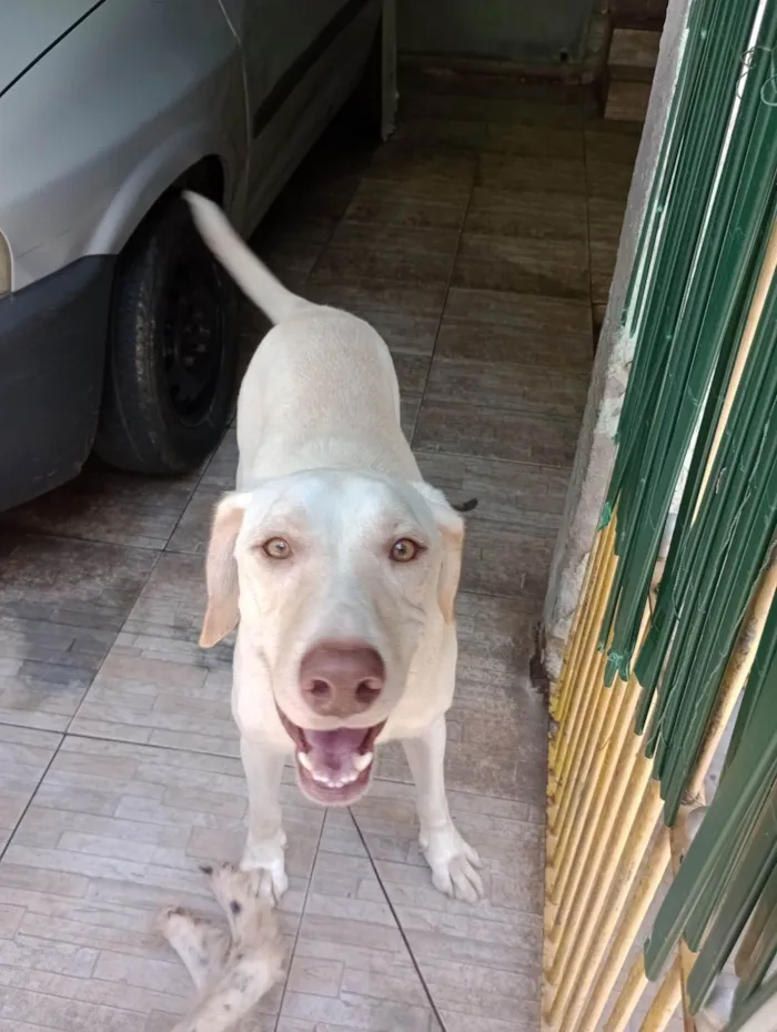 Cachorro ra a Labrador idade 3 anos nome Bruce