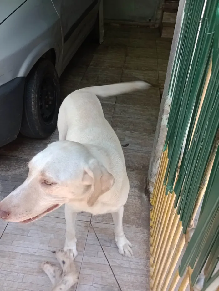 Cachorro ra a Labrador idade 3 anos nome Bruce