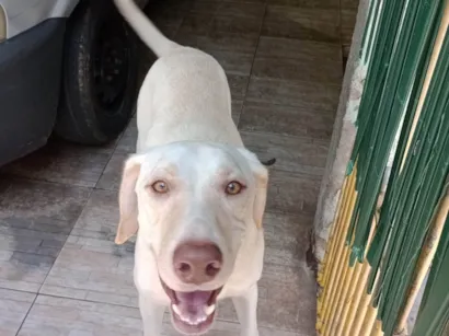 Cachorro raça Labrador idade 3 anos nome Bruce