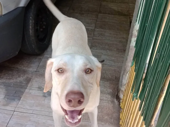 Cachorro ra a Labrador idade 3 anos nome Bruce