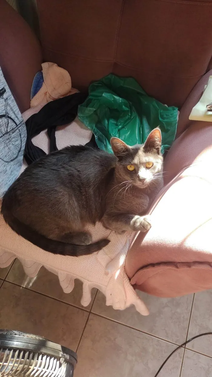 Gato ra a SRD-ViraLata idade 7 a 11 meses nome Neni