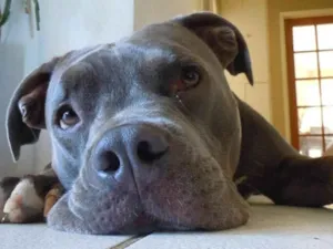 Cachorro raça Pit-Bull idade 4 anos nome Pantera