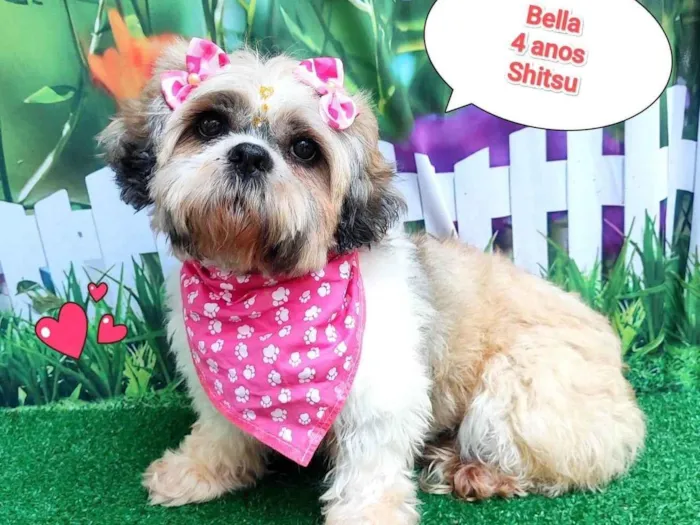 Cachorro ra a Shitzu idade 4 anos nome bella