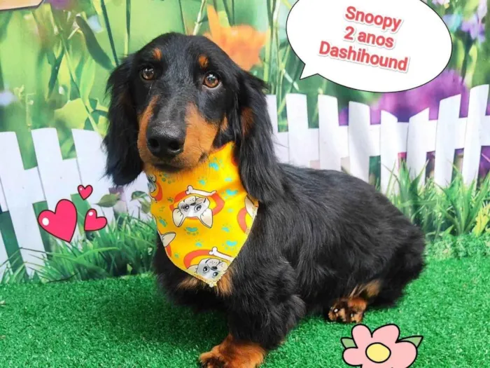 Cachorro ra a Basset-Cofap idade 2 anos nome snoopy