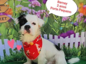 Cachorro raça SRD-ViraLata idade 2 anos nome Barney