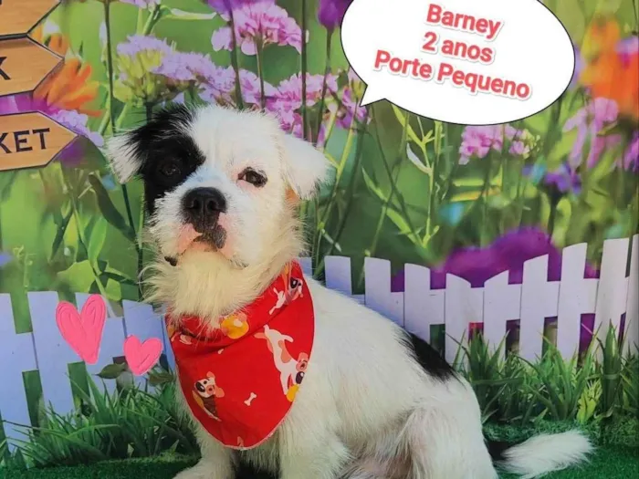 Cachorro ra a SRD-ViraLata idade 2 anos nome Barney