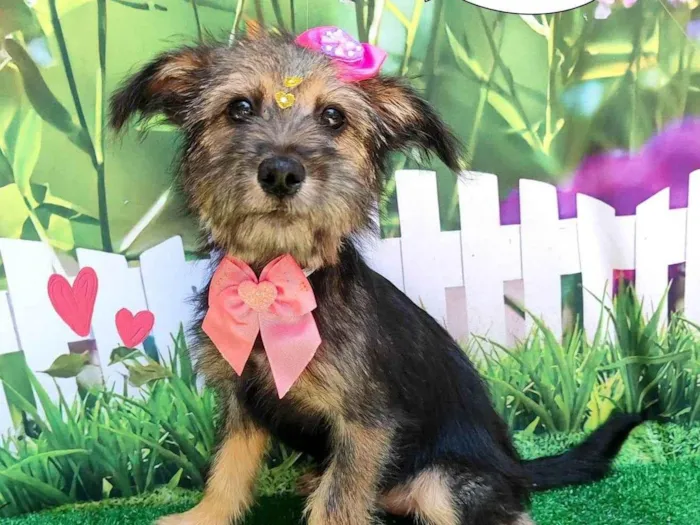 Cachorro ra a SRD-ViraLata idade 2 a 6 meses nome julia