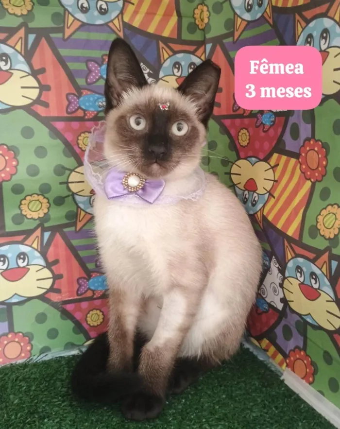 Gato ra a SRD-ViraLata idade 2 a 6 meses nome florzinha
