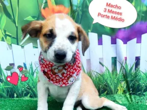 Cachorro raça SRD-ViraLata idade 2 a 6 meses nome joao