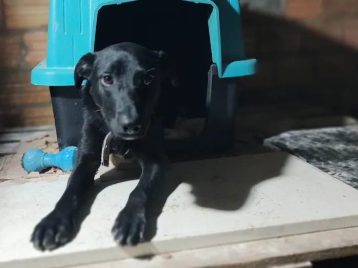 Cachorro ra a SRD-ViraLata idade 1 ano nome Julinho 