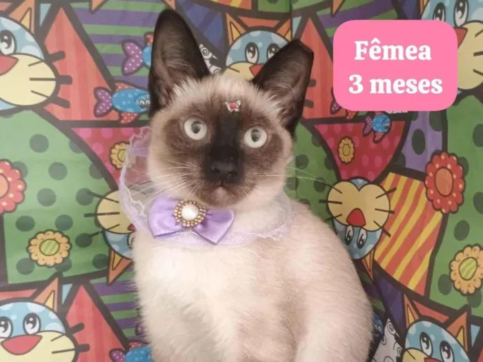 Gato ra a SRD-ViraLata idade 2 a 6 meses nome florzinha
