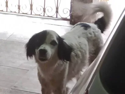 Cachorro raça SRD-ViraLata idade 6 ou mais anos nome Kadu