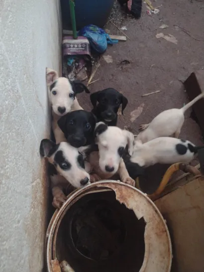 Cachorro raça SRD-ViraLata idade 2 a 6 meses nome Débora Leonel Alves 