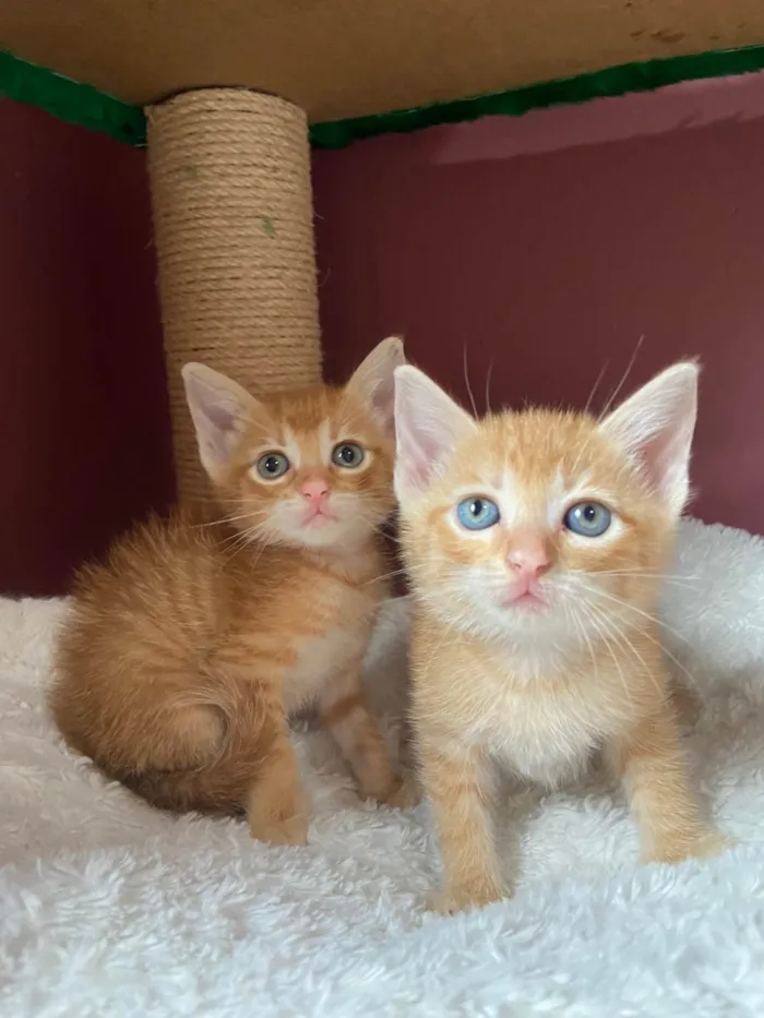 Gato ra a SRD-ViraLata idade Abaixo de 2 meses nome Ciça e Bia