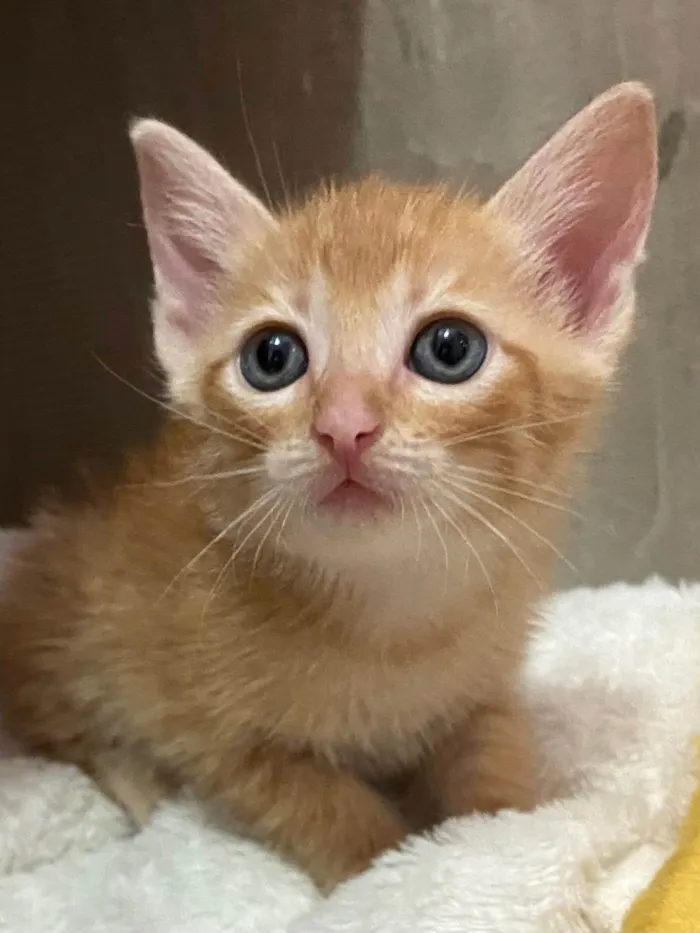 Gato ra a SRD-ViraLata idade Abaixo de 2 meses nome Ciça e Bia