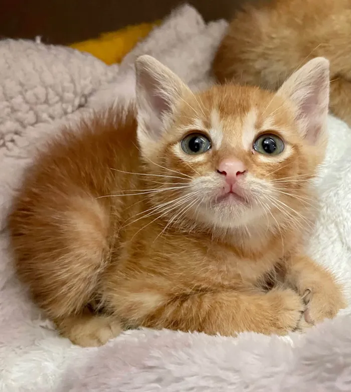 Gato ra a SRD-ViraLata idade Abaixo de 2 meses nome Ciça e Bia