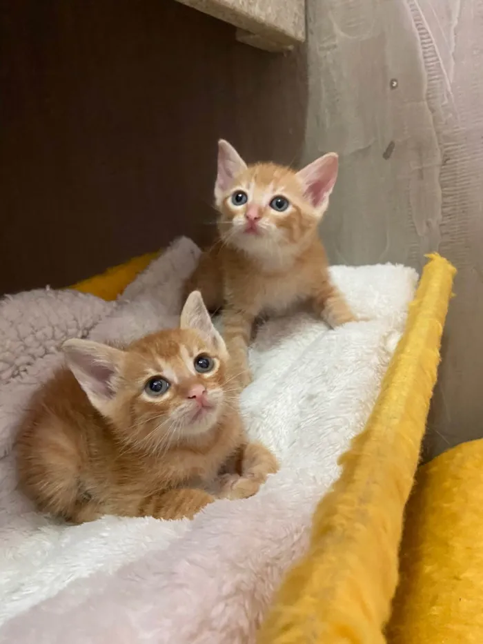 Gato ra a SRD-ViraLata idade Abaixo de 2 meses nome Ciça e Bia