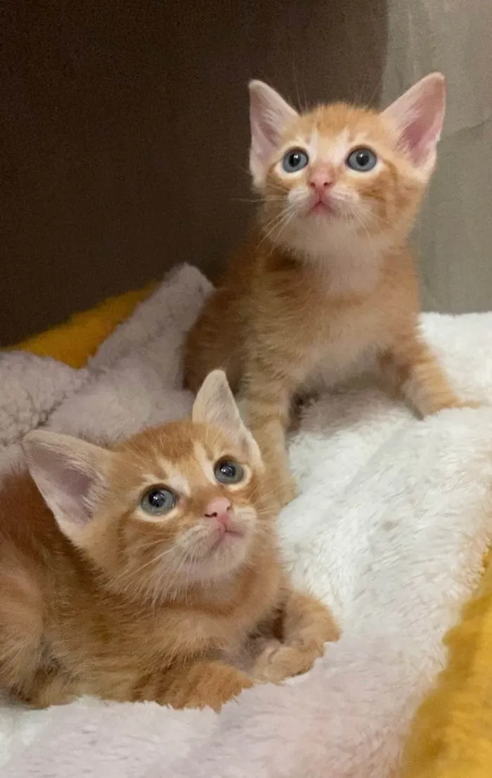 Gato ra a SRD-ViraLata idade Abaixo de 2 meses nome Ciça e Bia