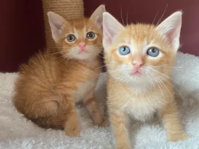 Gato raça SRD-ViraLata idade Abaixo de 2 meses nome Ciça e Bia