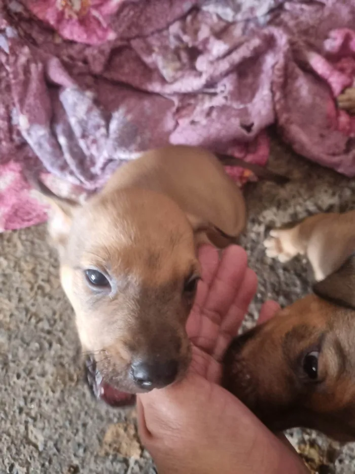 Cachorro ra a SRD-ViraLata idade Abaixo de 2 meses nome Caramelinhos