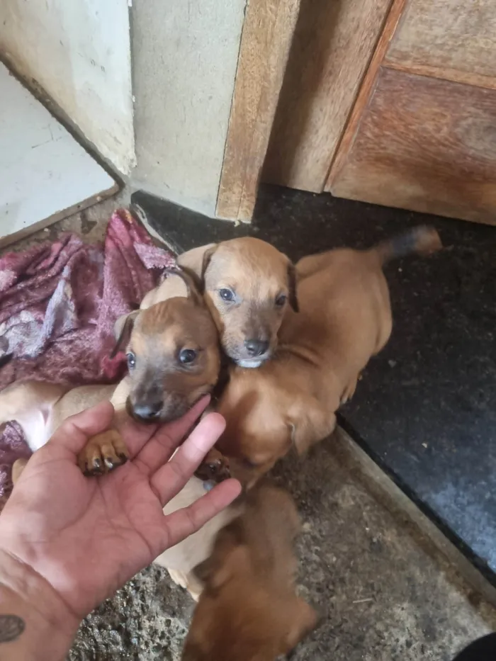 Cachorro ra a SRD-ViraLata idade Abaixo de 2 meses nome Caramelinhos