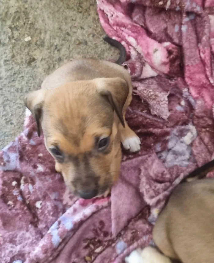 Cachorro ra a SRD-ViraLata idade Abaixo de 2 meses nome Caramelinhos