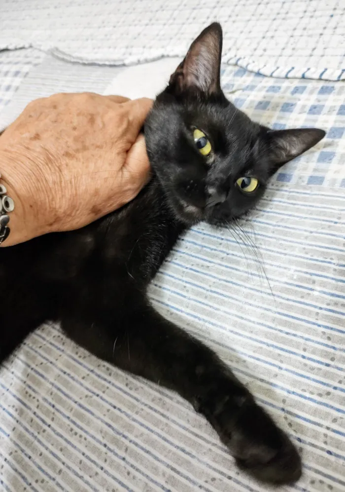 Gato ra a SRD-ViraLata idade 7 a 11 meses nome Gatinha Pompom