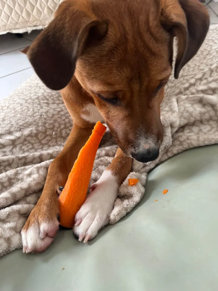 Cachorro ra a SRD-ViraLata idade 7 a 11 meses nome Francisco