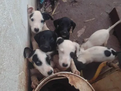 Cachorro raça SRD-ViraLata idade 2 a 6 meses nome Débora Leonel Alves 