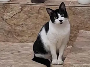 Gato raça Persa idade 3 anos nome Aurora 