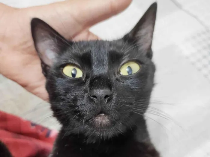 Gato ra a SRD-ViraLata idade 7 a 11 meses nome Gatinha Pompom