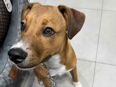 Cachorro raça SRD-ViraLata idade 7 a 11 meses nome Francisco