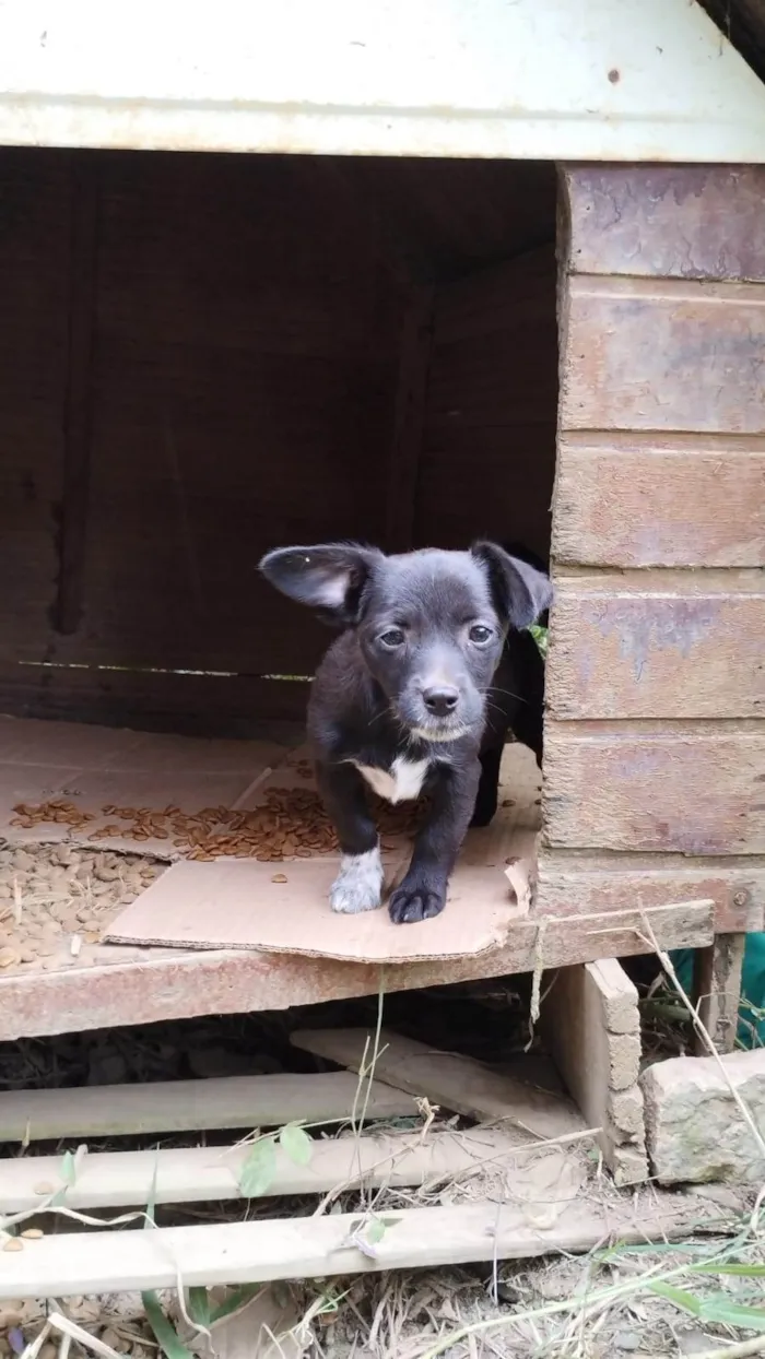 Cachorro ra a SRD-ViraLata idade 2 a 6 meses nome Docinho