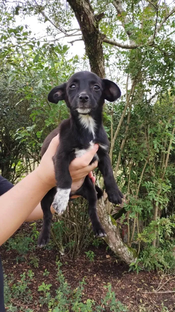 Cachorro ra a SRD-ViraLata idade 2 a 6 meses nome Docinho