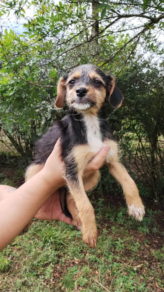 Cachorro ra a SRD-ViraLata idade 2 a 6 meses nome Florzinha