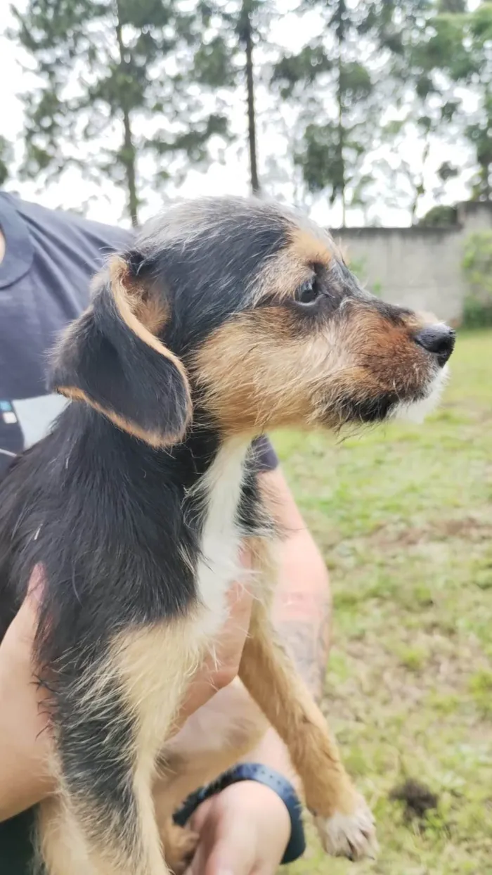 Cachorro ra a SRD-ViraLata idade 2 a 6 meses nome Florzinha